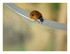 Mon bébés coccinelles !