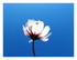 Mes fleurs.
