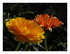 Mes calendulas
