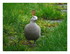 Dans mon jardin ...