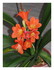 La clivia