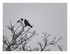 Le corbeau et la pie !