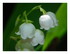 Mon muguet !