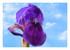 Des fleurs !
