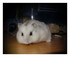 Hamster !