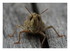 Cricket sur le rideau !