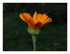 Calendula