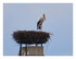 La cigogne !