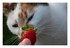 Des fraises !