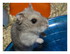Ratatouille
