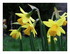 Narcisses