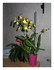Mon orchidée
