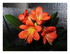 mon clivia