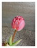 Première tulipe !