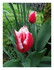 Dans le jardin !