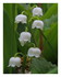 Mon muguet de cette année !