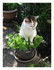 lulu dans le pot de fleurs !