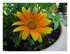 Mes fleurs !