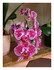 Mes orchidées !
