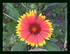 Fleurs dans mon jardin !