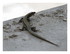 Le lézard sur ma fenêtre !