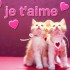 les chatons