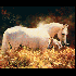 chevaux