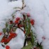 LES FLEURS DE GIVRE