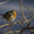 Les oiseaux de l'hiver