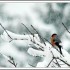 Les oiseaux de l'hiver