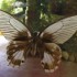 PAPILLONS