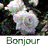 une rose a pleuré