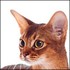 Le chat Abyssin.