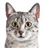 Le chat Mau Egyptien.