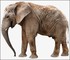 Pachyderme.