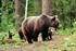 La guerre des ours.
