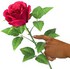 Rose et épines.
