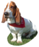 Le basset hound