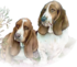 Le basset hound