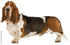 Le basset hound