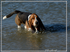 Jasper à la plage