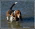 Jasper à la plage