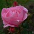 ... rose rose ...