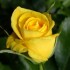 ... rose jaune ...