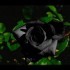 ... rose noire ...