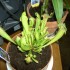 plante sarracenia hybride