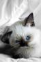 minette