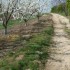 Le Pilat avec ses arbres en fl