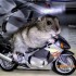 hamster motard