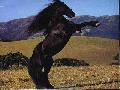 chevaux et lion